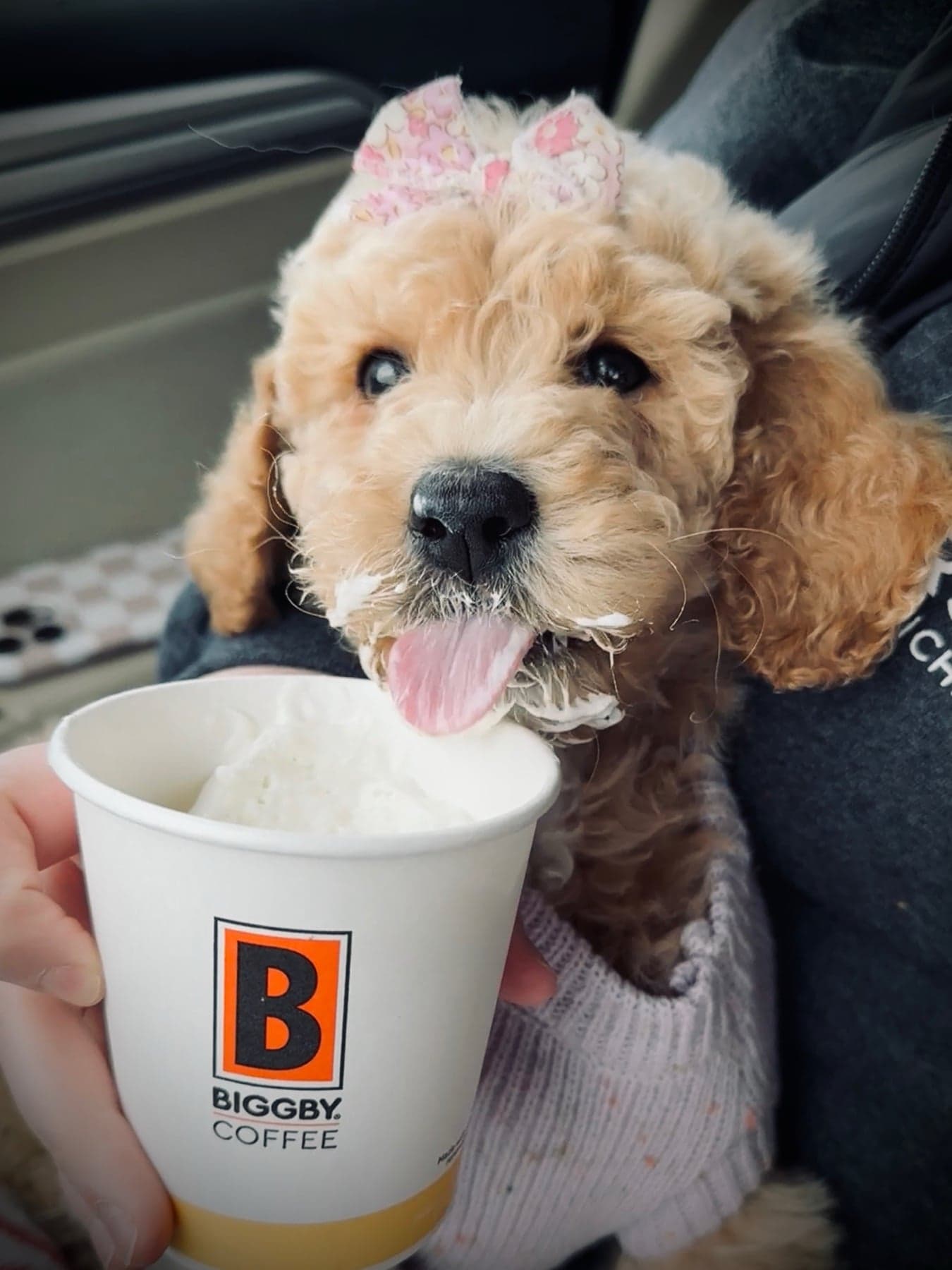 Lettie as a puppy enjoying a cup of whipped cream