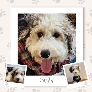 Sully, Dad